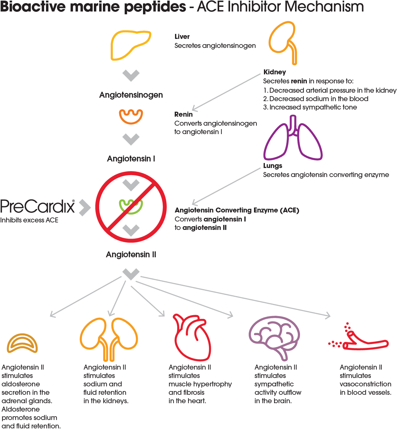 Infographic illustrating the ACE inhibitor mechanism of Bioactive Marine Peptides in blood pressure regulation.